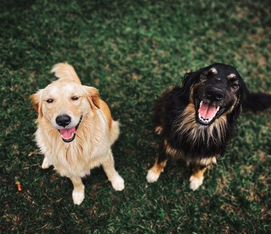 How to Choose the Best Family Dog for Your Home How to Choose the Best Family Dog for Your Home