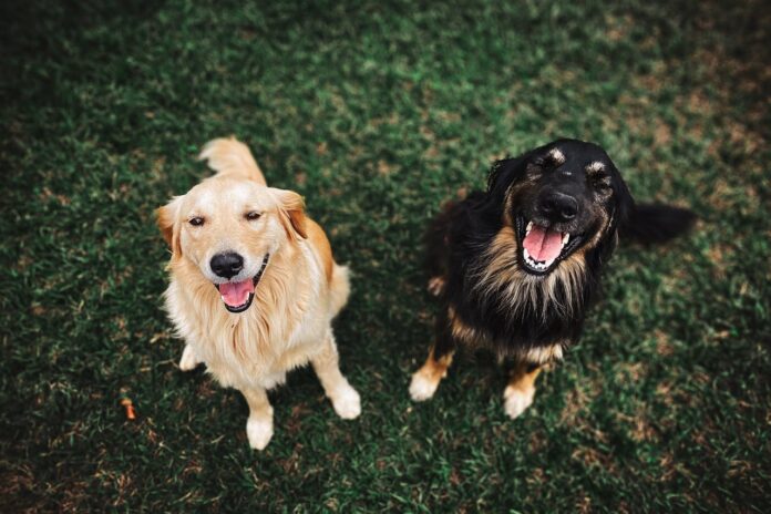 How to Choose the Best Family Dog for Your Home